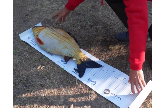 Fish measuring ruler